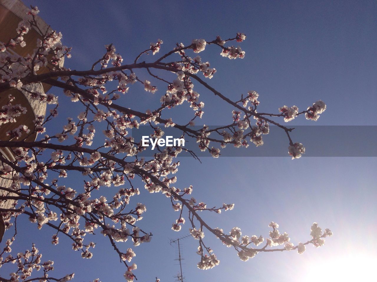 Low angle view of cherry blossom tree