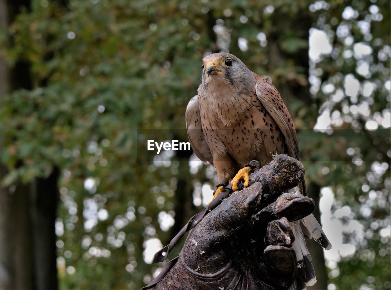 Close-up of kestrel perching on a glove