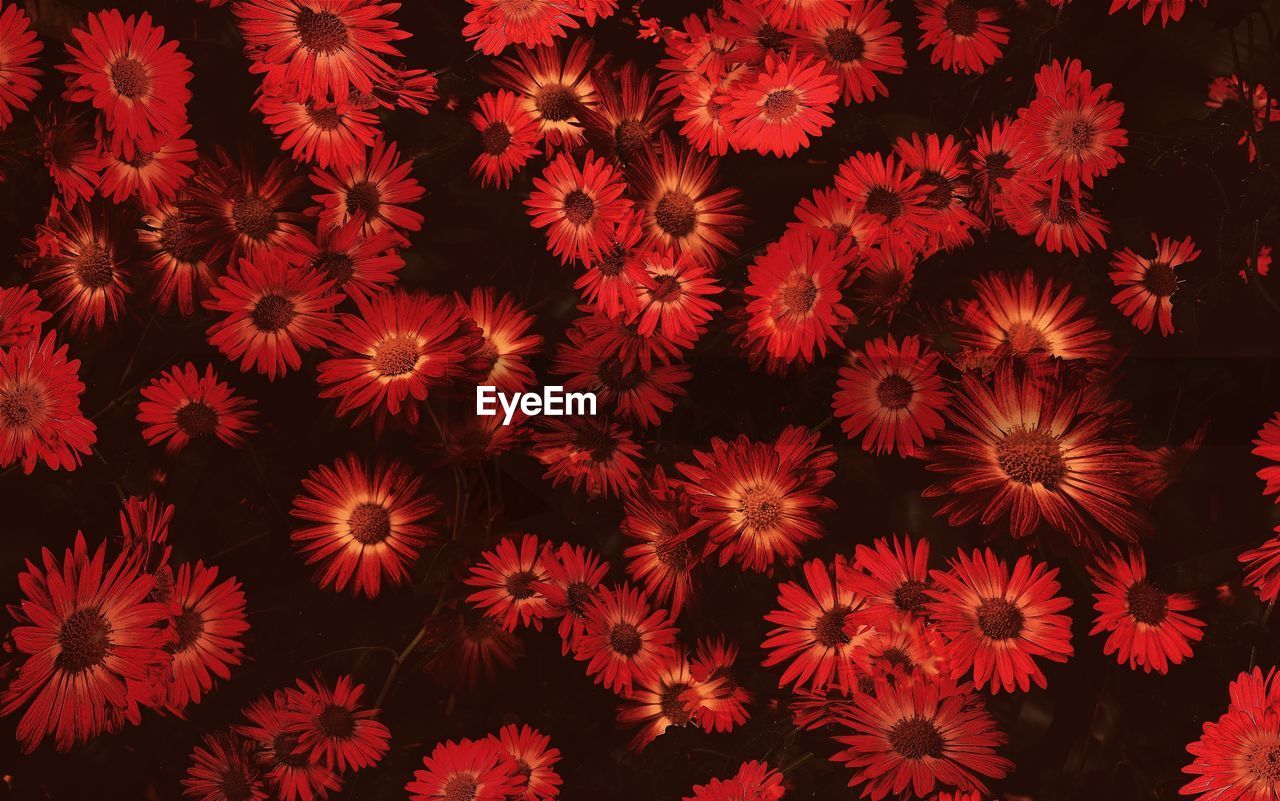FULL FRAME SHOT OF FLOWERS BLOOMING
