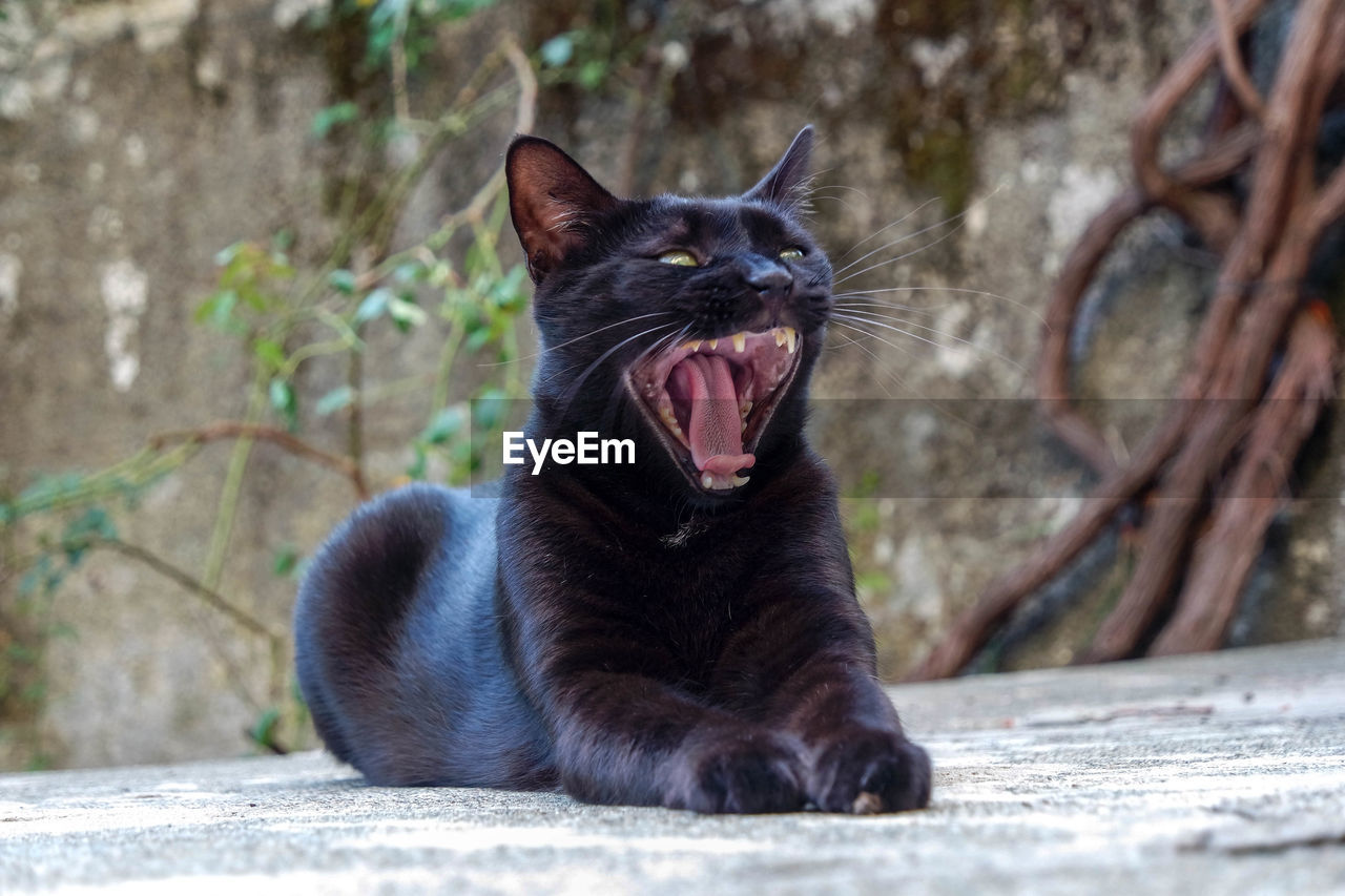 BLACK CAT YAWNING