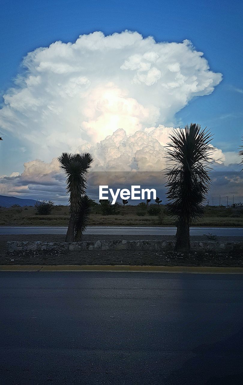 SCENIC VIEW OF PALM TREE AGAINST SKY