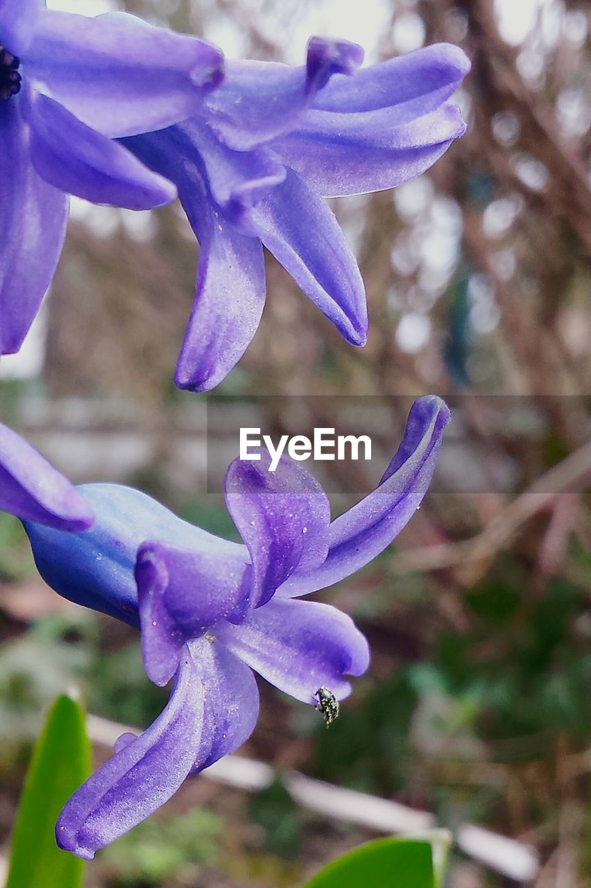 CLOSE-UP OF PURPLE FLOWERS BLOOMING AGAINST BLURRED BACKGROUND