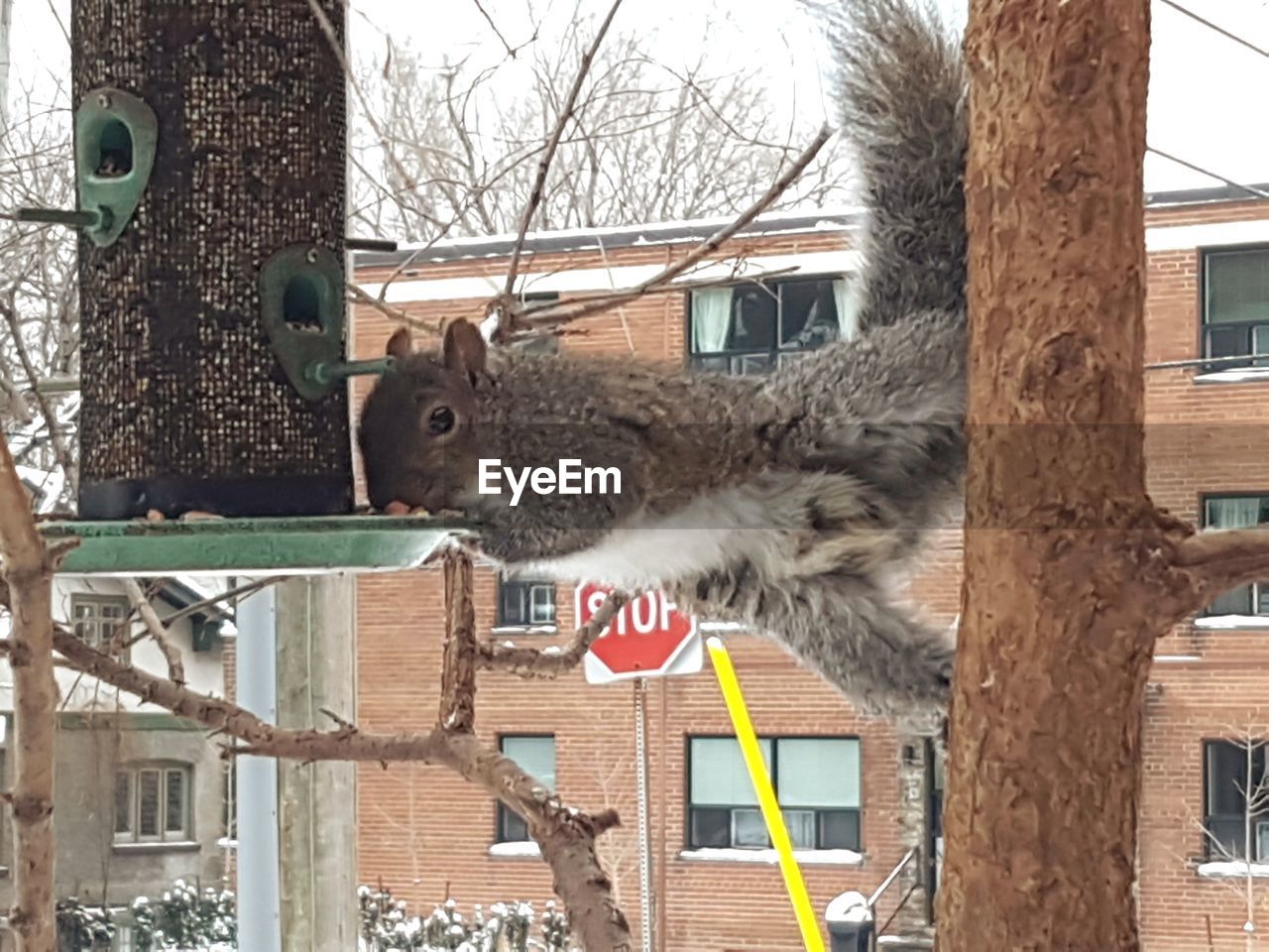 CAT HANGING FROM TREE