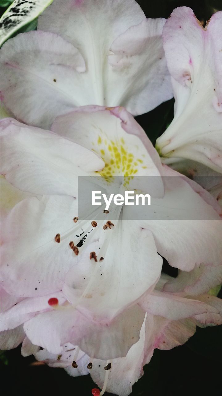 CLOSE-UP OF WHITE FLOWERS