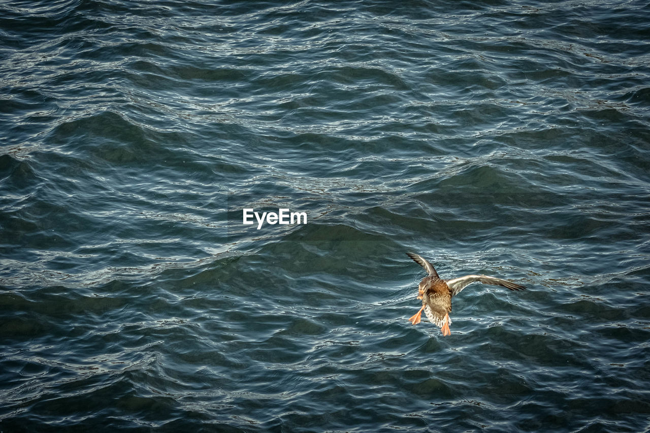 HIGH ANGLE VIEW OF SEAGULL IN SEA