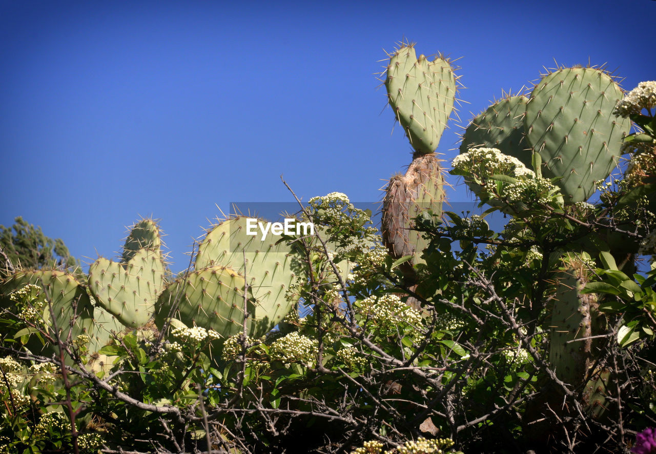 LOW ANGLE VIEW OF PRICKLY PEAR CACTUS AGAINST CLEAR SKY