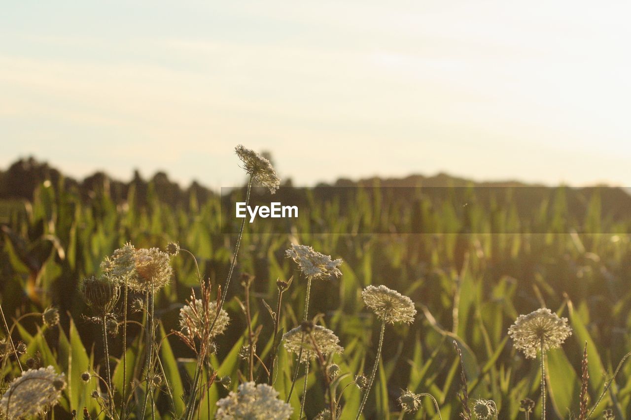 Plants growing on grassy field