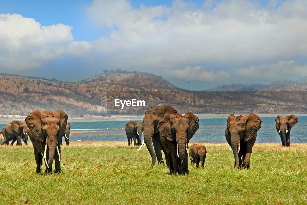 Elephants on grassy field against lake and mountains