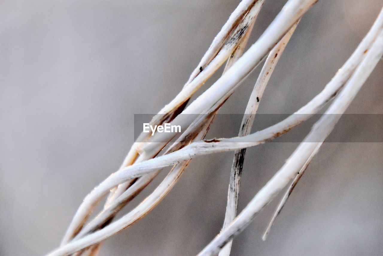 twig, branch, close-up, no people, leaf, macro photography, nature, plant, flower, white, dry, focus on foreground, growth, winter, spring, beauty in nature