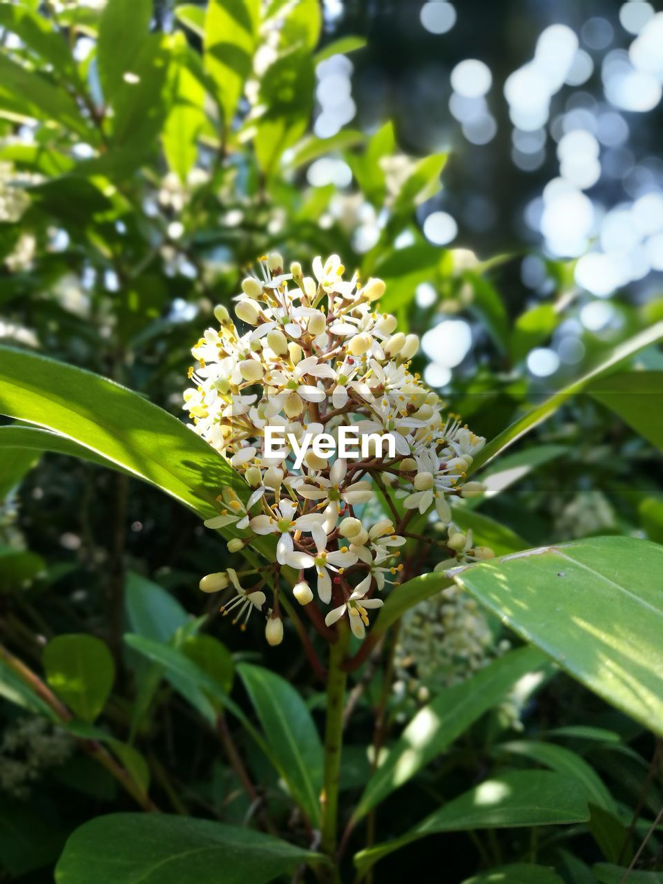 CLOSE-UP OF FLOWER TREE