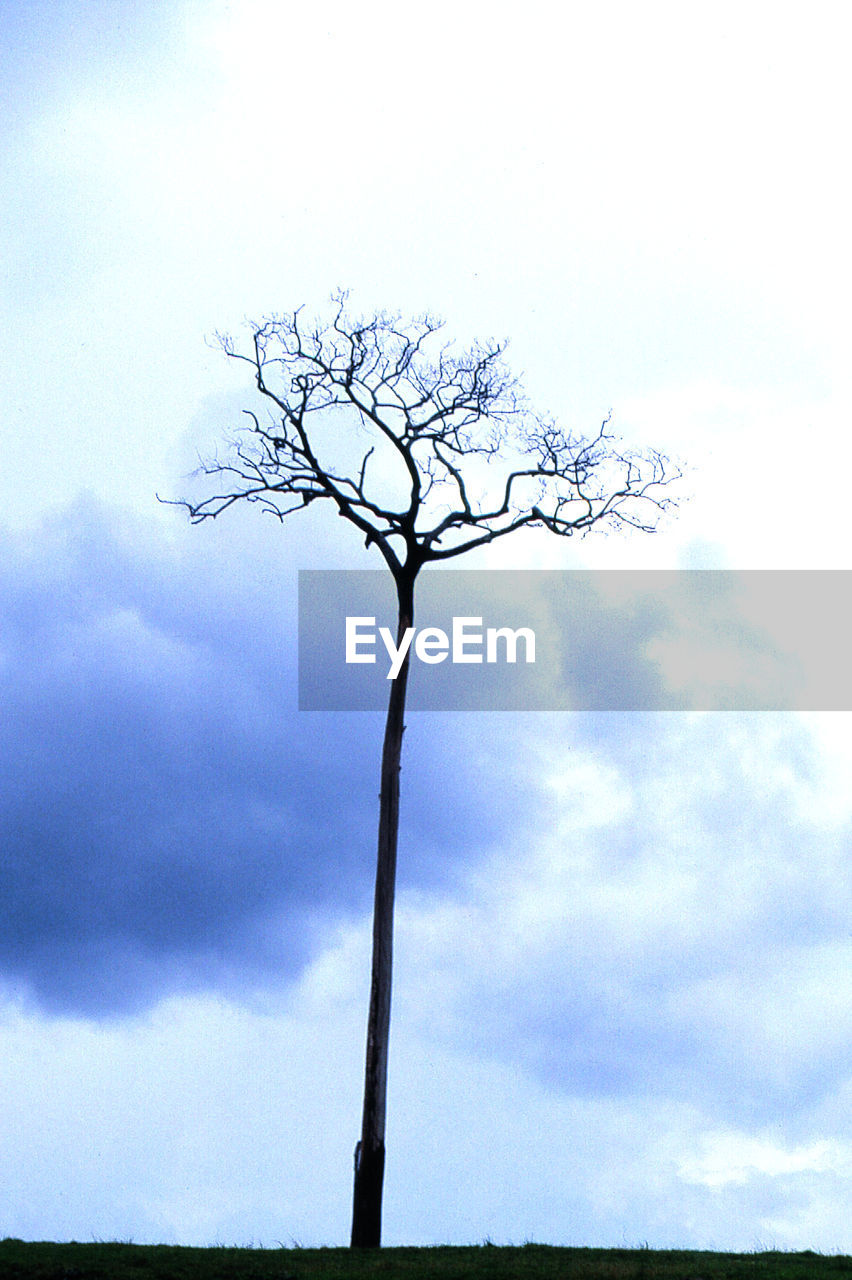 LOW ANGLE VIEW OF SILHOUETTE BARE TREE AGAINST SKY