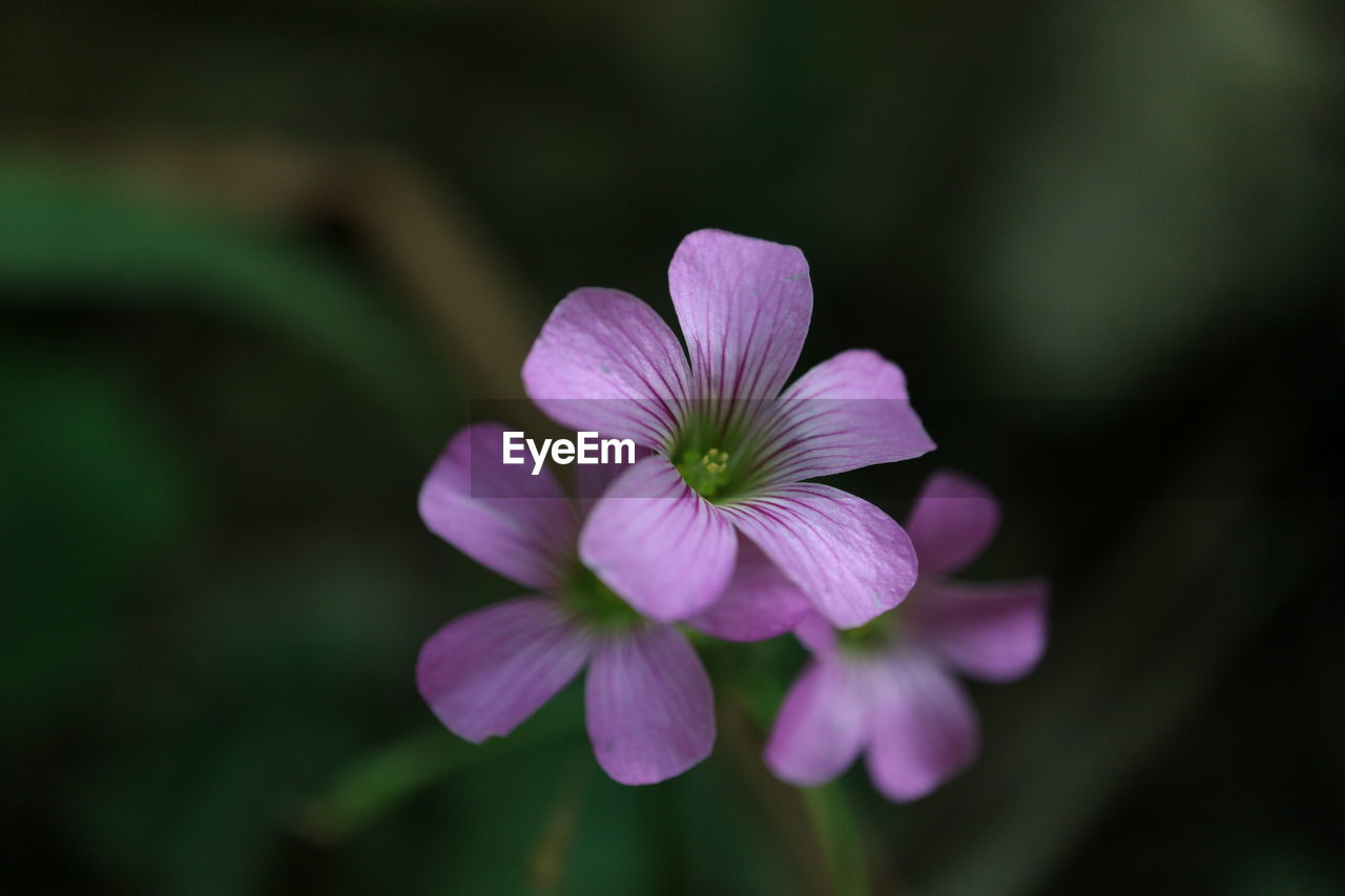 flower, flowering plant, plant, freshness, beauty in nature, macro photography, close-up, green, petal, flower head, inflorescence, fragility, pink, nature, purple, blossom, no people, plant stem, focus on foreground, wildflower, growth, botany, outdoors, magenta, springtime