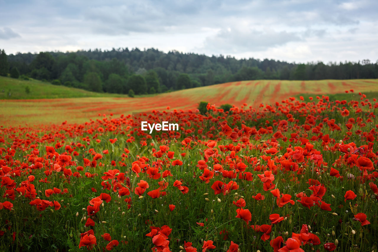 SCENIC VIEW OF RED FLOWERS GROWING ON FIELD