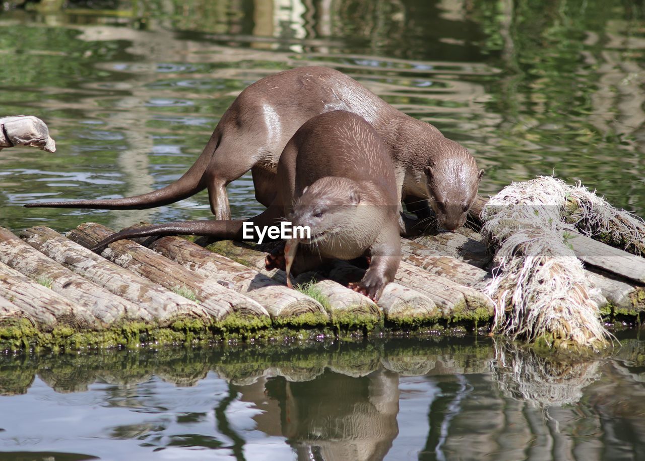 Otters feeding 