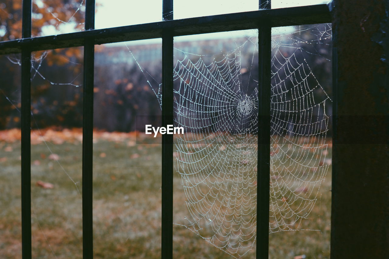 Close-up of spider web on fence at field