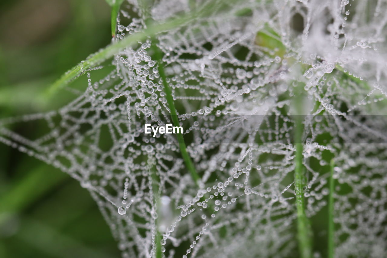 CLOSE-UP OF WATER DROPS ON SPIDER WEB