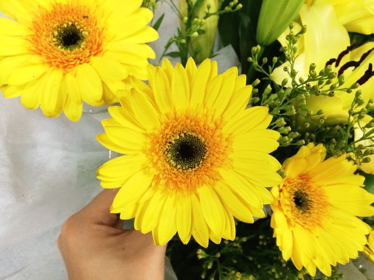Cropped hand holding gerbera daisy