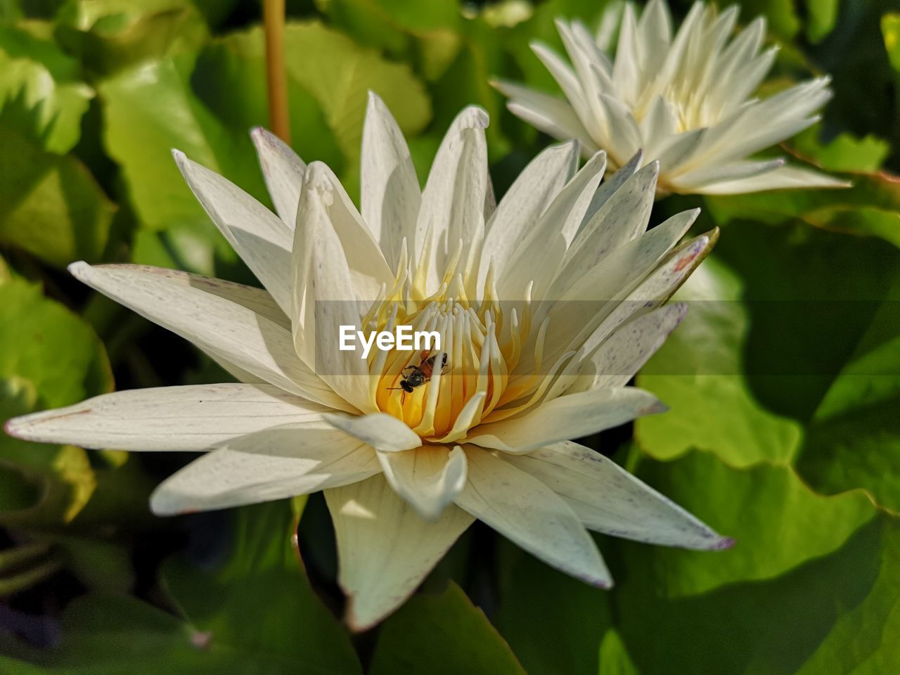 Close-up of white flowering plant