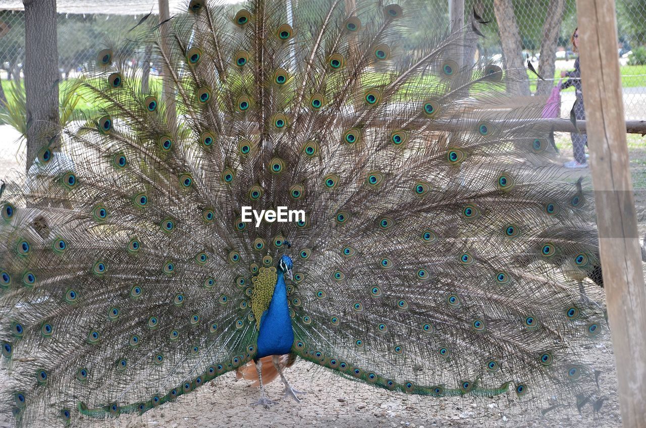Idyllic peacock on field at zoo