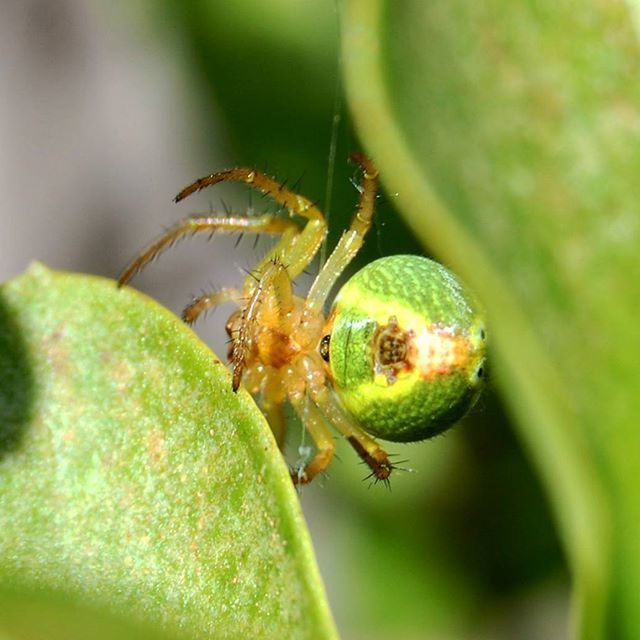 CLOSE-UP OF INSECT ON LEAF