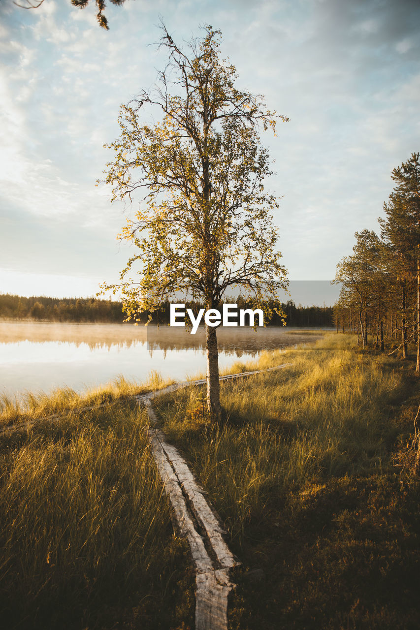 nature, morning, plant, tree, sky, reflection, autumn, cloud, landscape, sunlight, environment, leaf, beauty in nature, scenics - nature, tranquility, land, water, tranquil scene, no people, rural area, grass, dawn, outdoors, rural scene, lake, non-urban scene, day, hill, sunrise, field, forest, natural environment, travel destinations, branch, growth