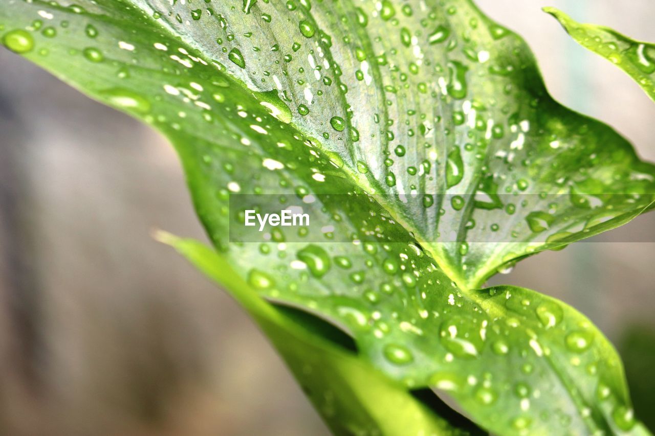 CLOSE-UP OF WATER DROPS ON LEAF