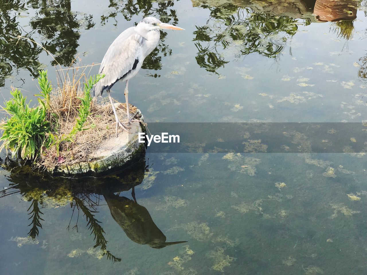 HIGH ANGLE VIEW OF A DUCK IN LAKE