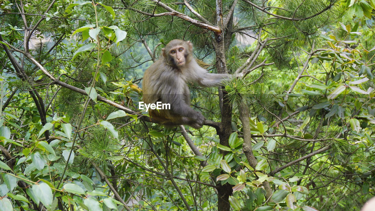 Portrait of monkey sitting on tree at forest