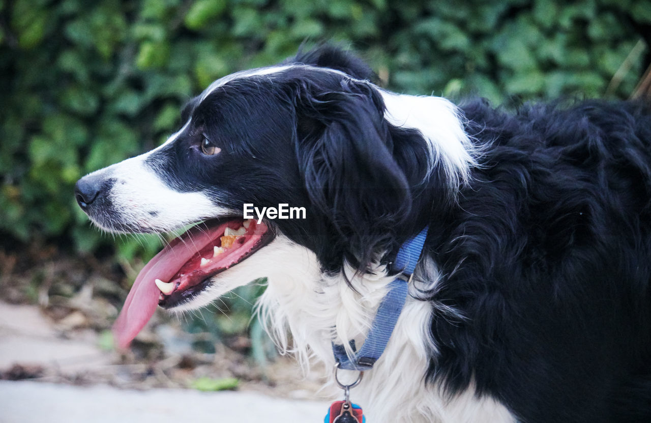 Close-up of border collie looking away