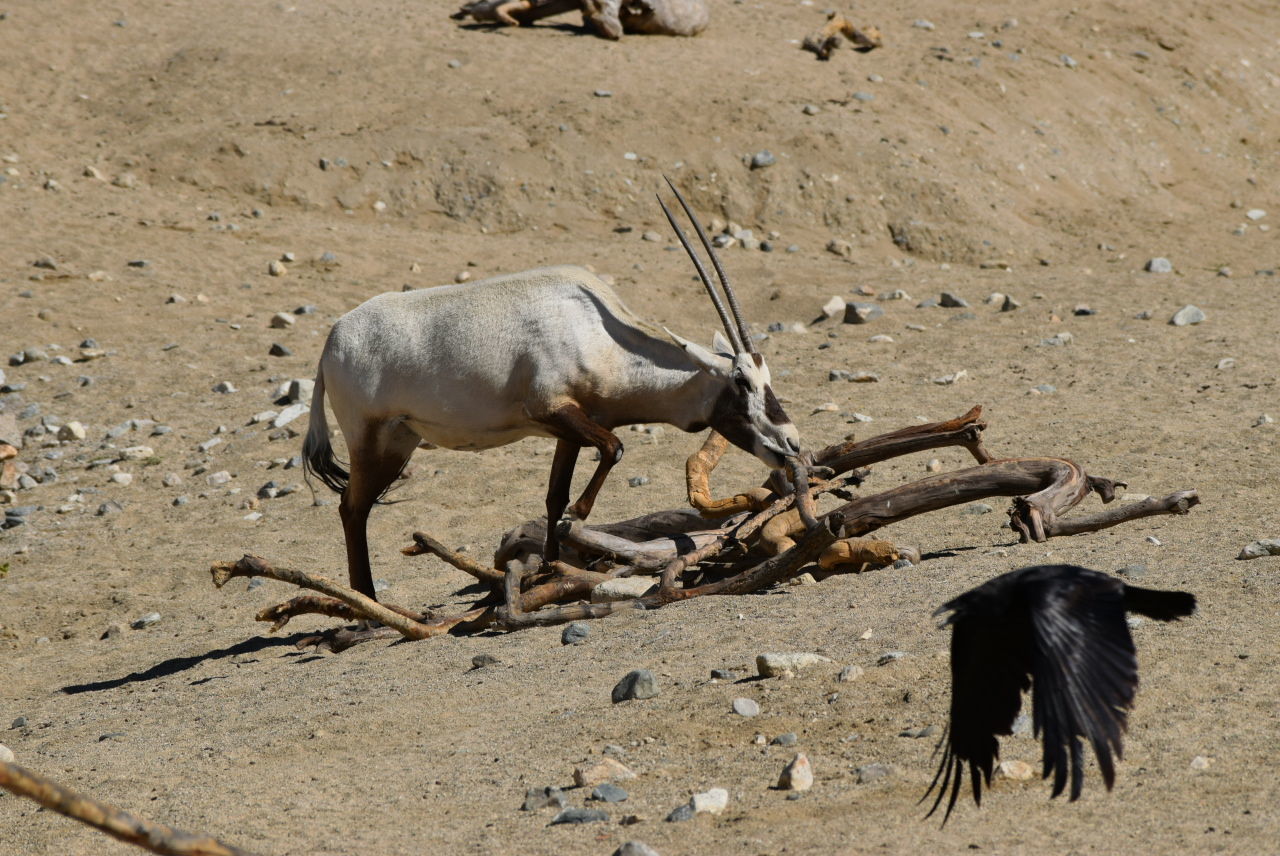 SHEEP ON SAND