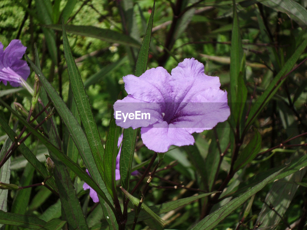 CLOSE-UP OF FRESH PURPLE IRIS BLOOMING IN GARDEN