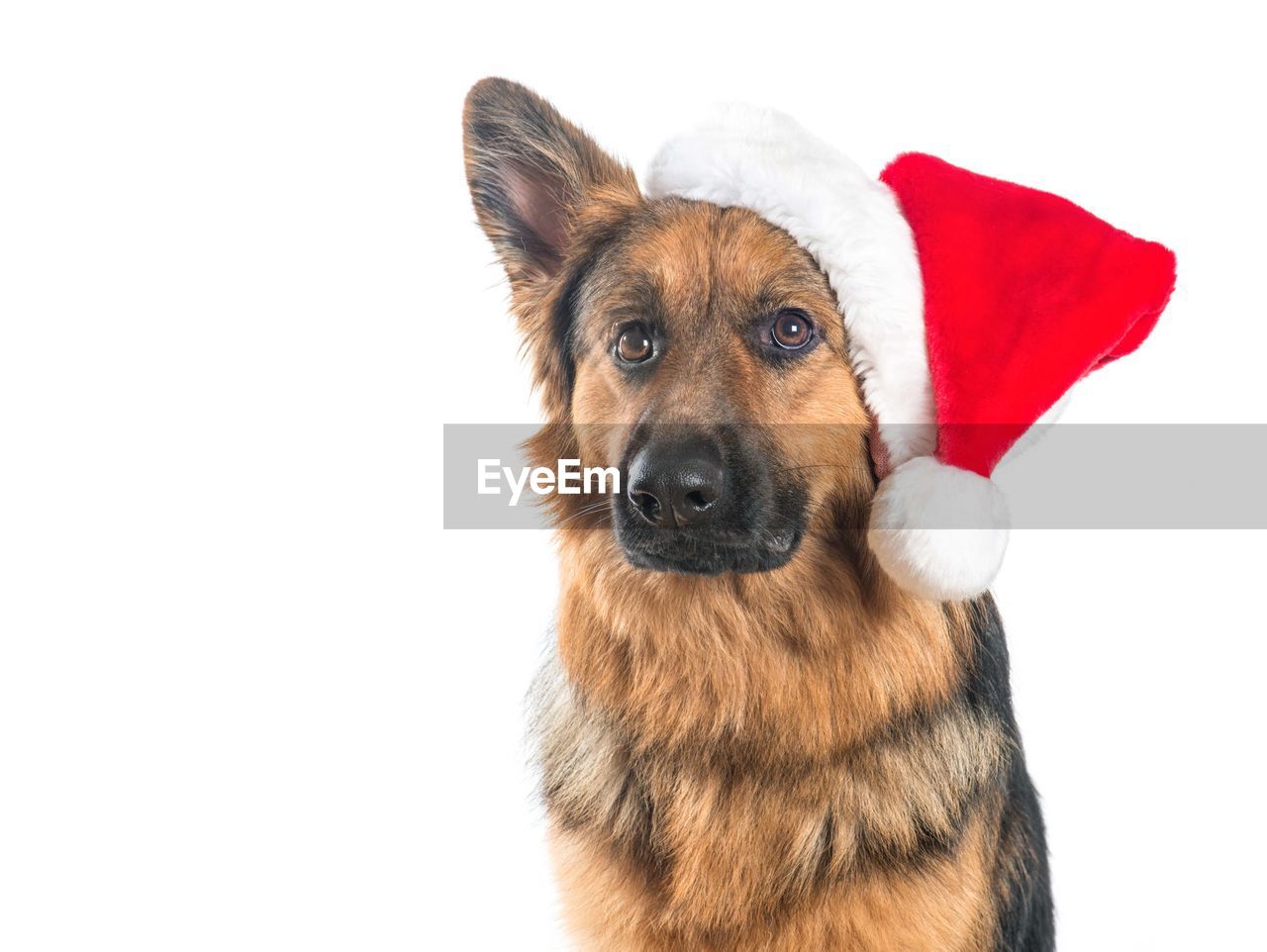 CLOSE-UP OF DOG LOOKING AWAY