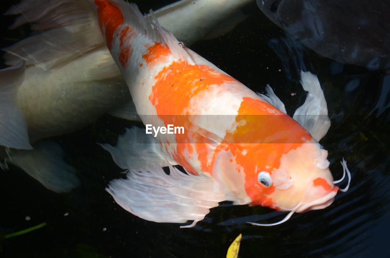 Close-up of koi fish in water