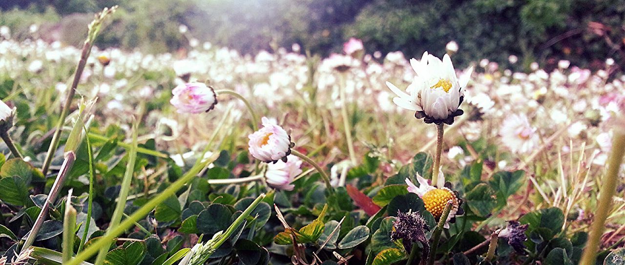 Beautiful flowers blooming in field