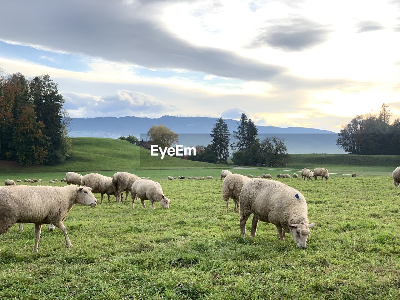 Several sheeps eating, in a field with cloudy sky