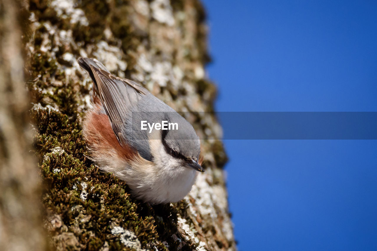 CLOSE-UP OF A BIRD ON TREE TRUNK