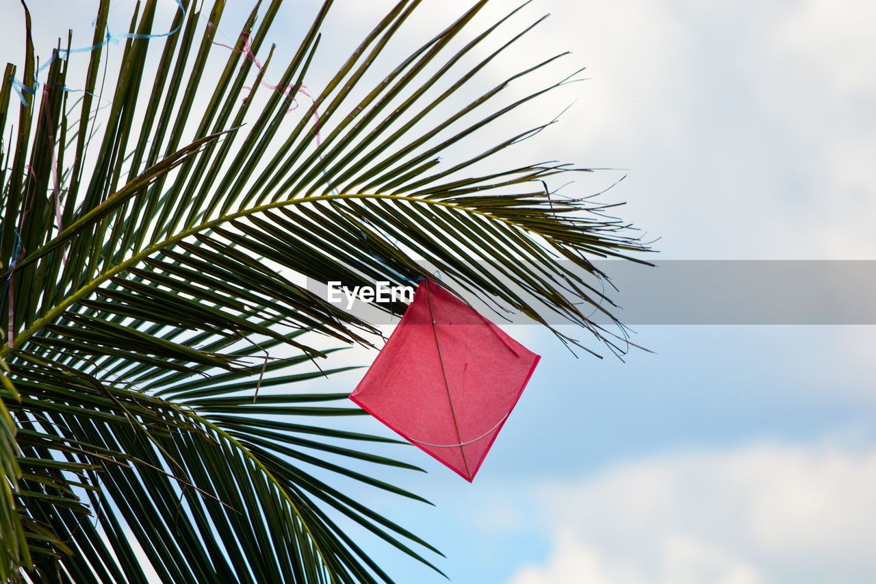 Low angle view of kite hanging on a palm tree against sky