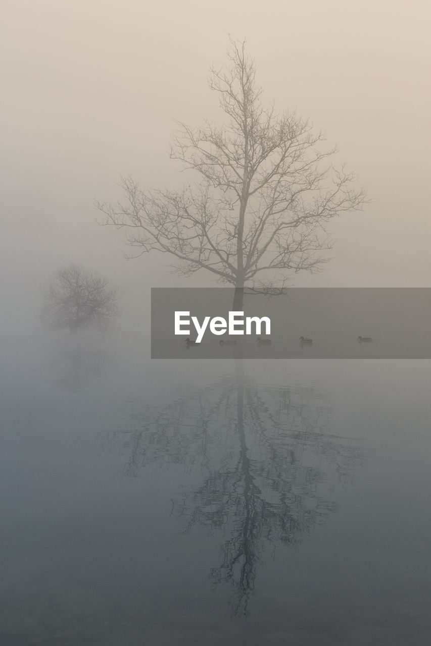 BARE TREE IN LAKE AGAINST SKY