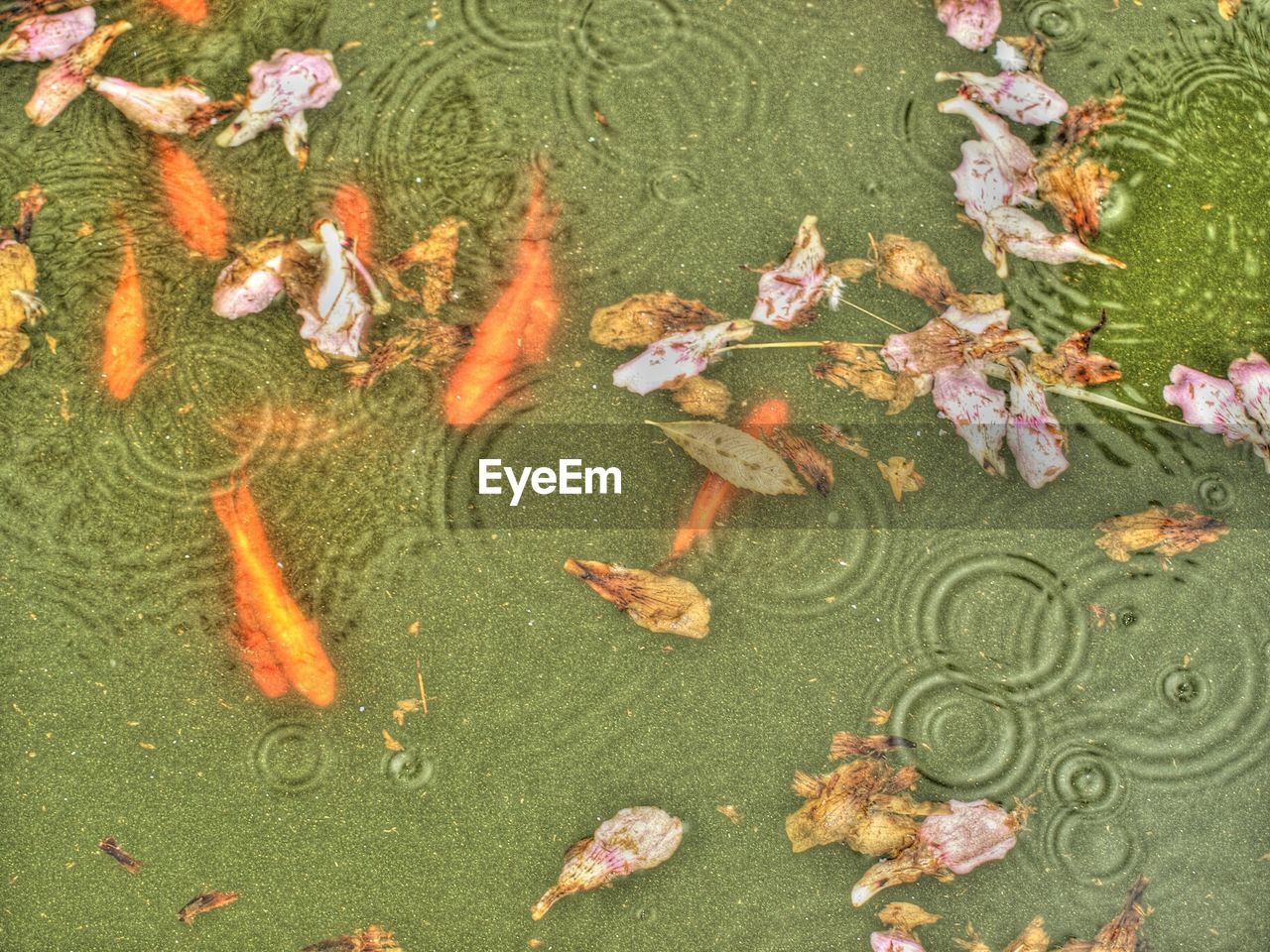 HIGH ANGLE VIEW OF STARFISH ON WATER