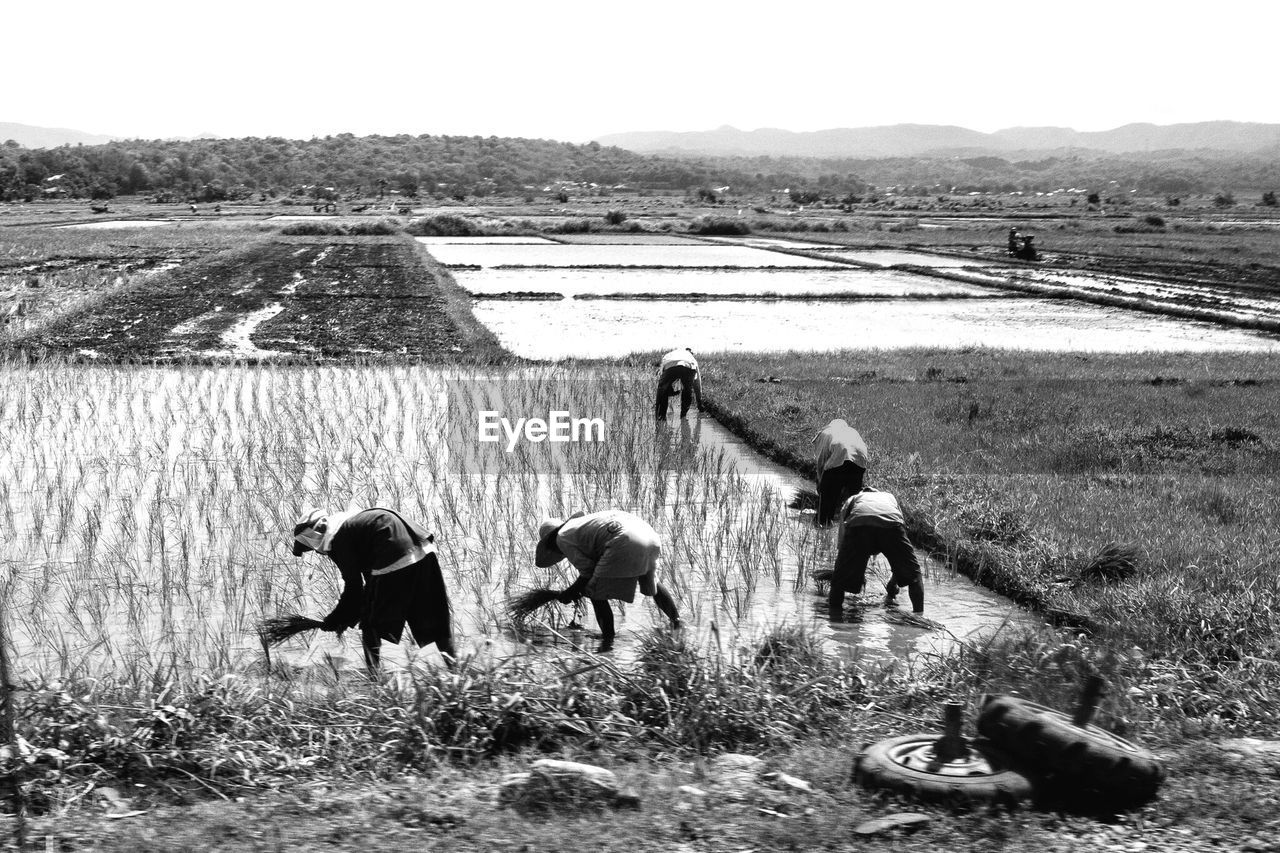 Farmers working on field