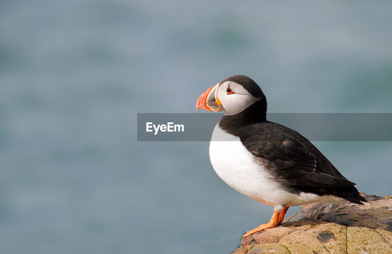 Close-up of bird perching on rock