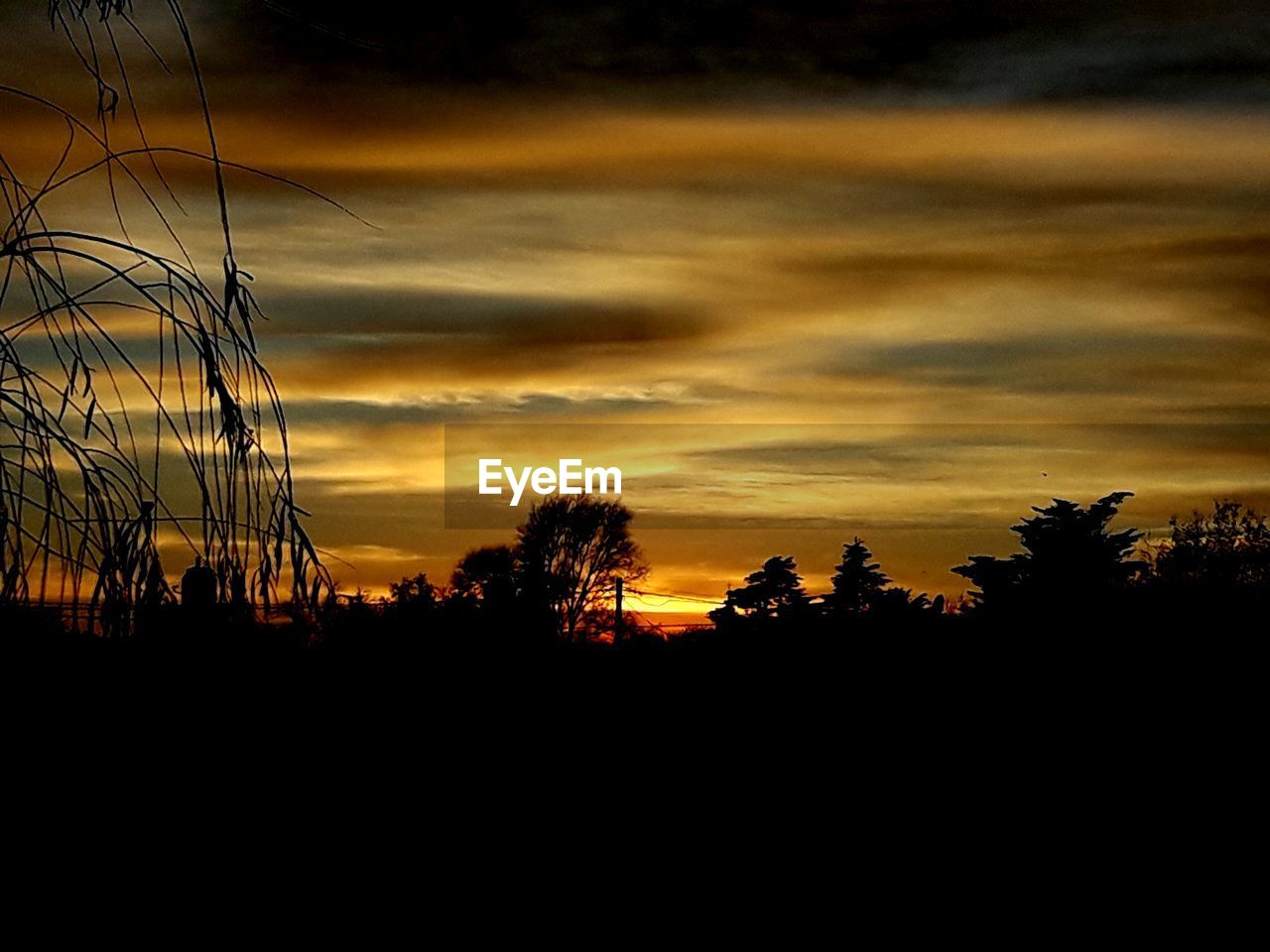 SILHOUETTE TREES AGAINST ORANGE SKY