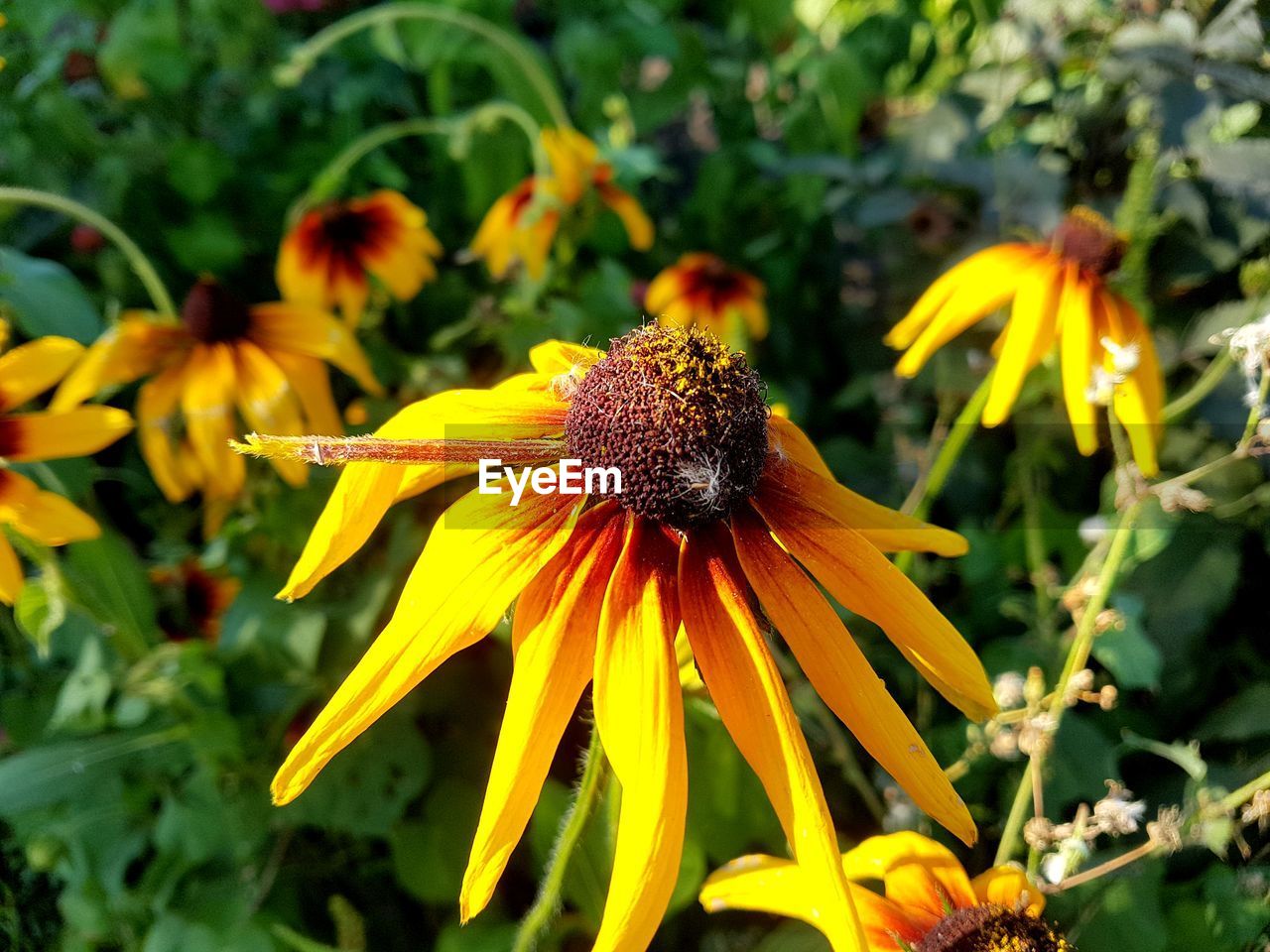 CLOSE-UP OF FRESH YELLOW FLOWER