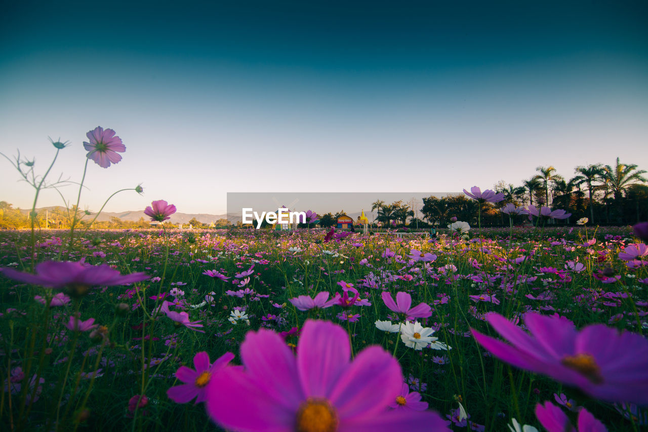 Cosmos flowers blooming on field