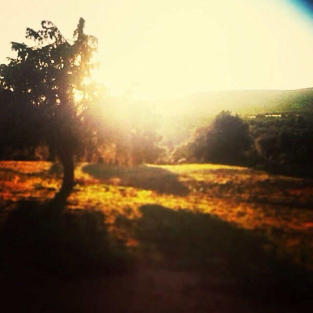 SUN SHINING THROUGH TREES