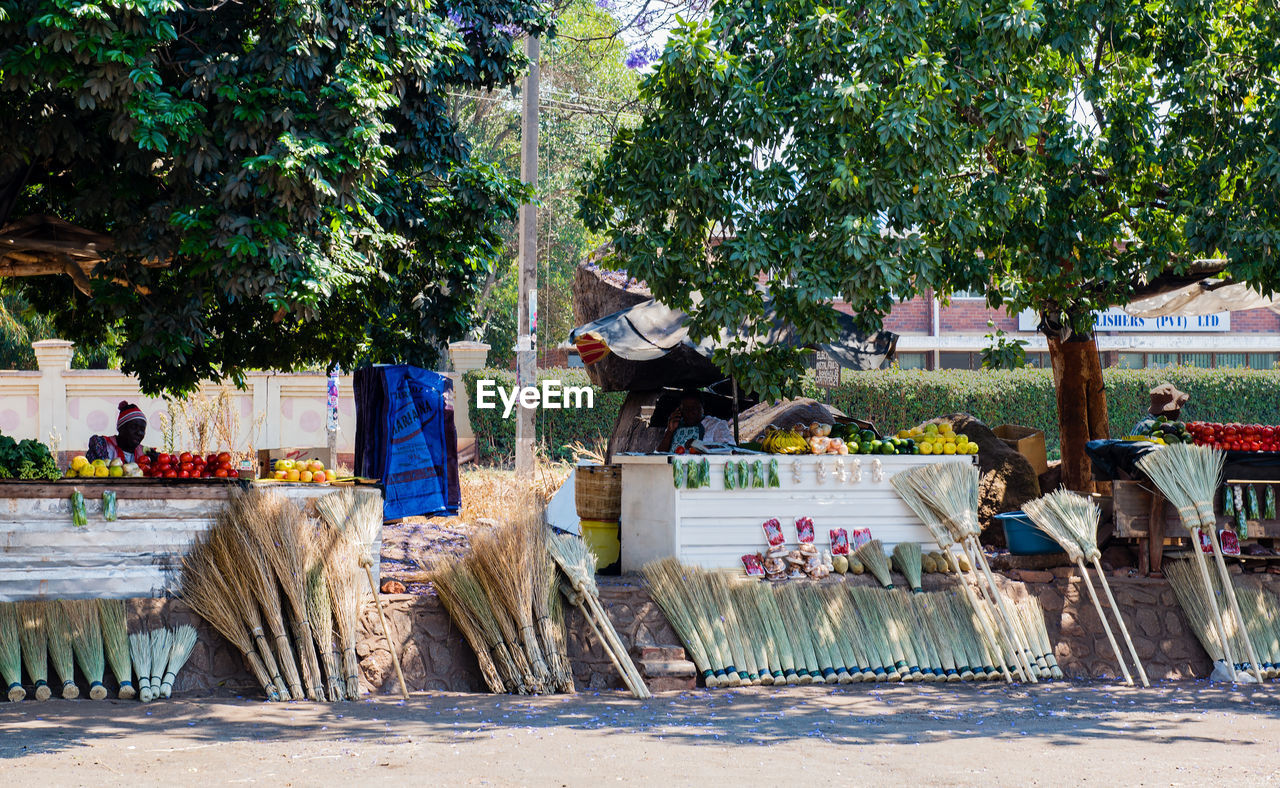 Brooms by trees on street