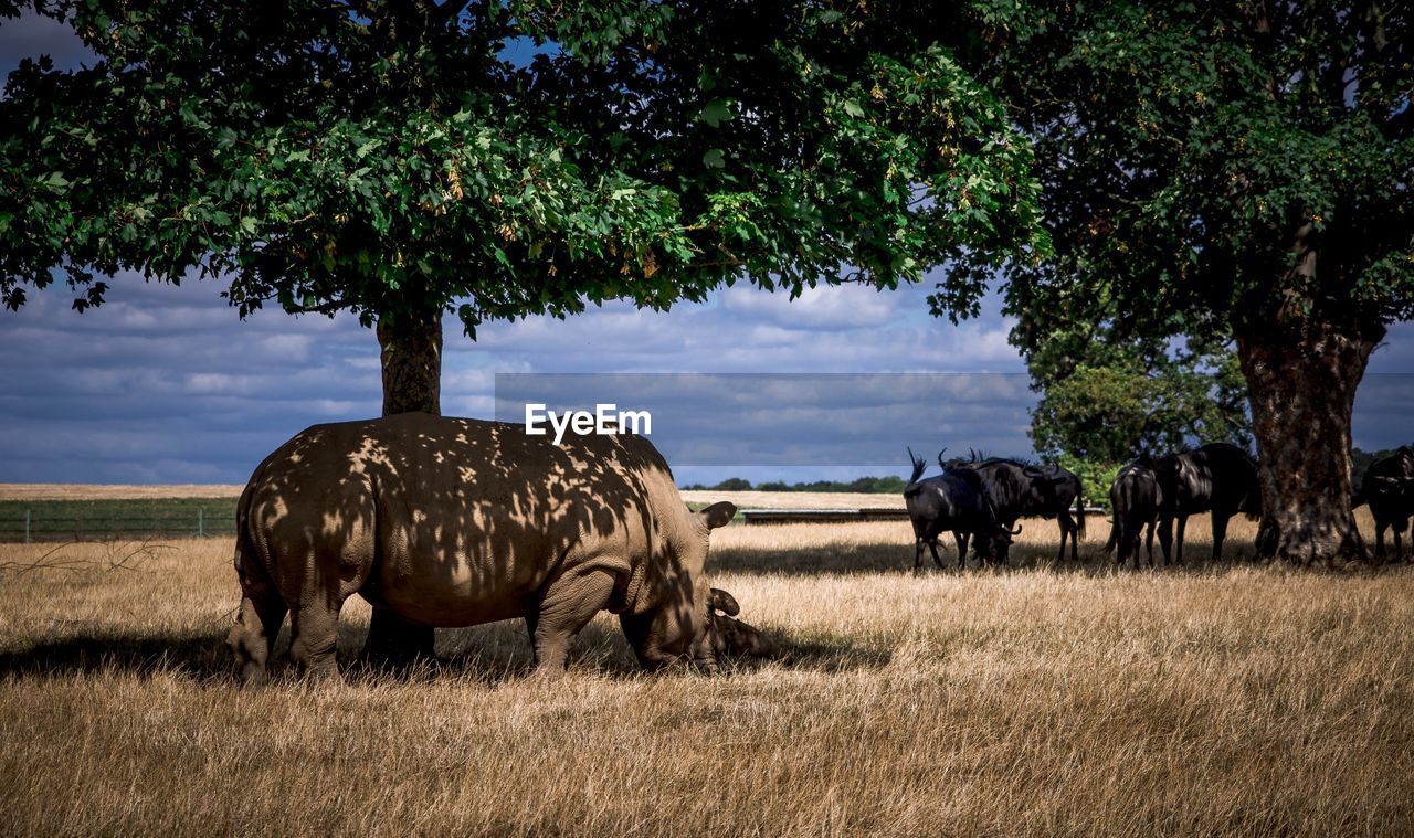 Rhinos in a field