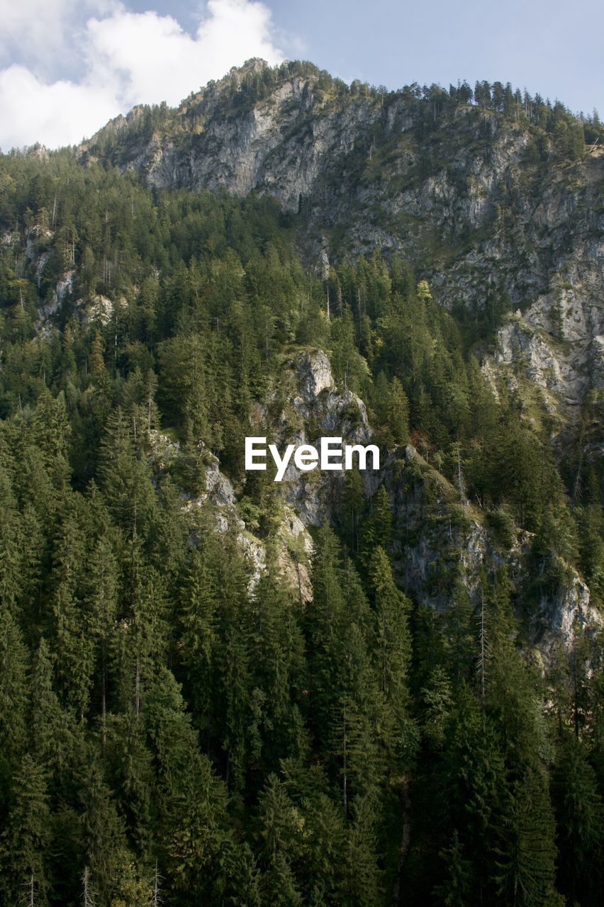 SCENIC VIEW OF PINE TREES ON MOUNTAIN