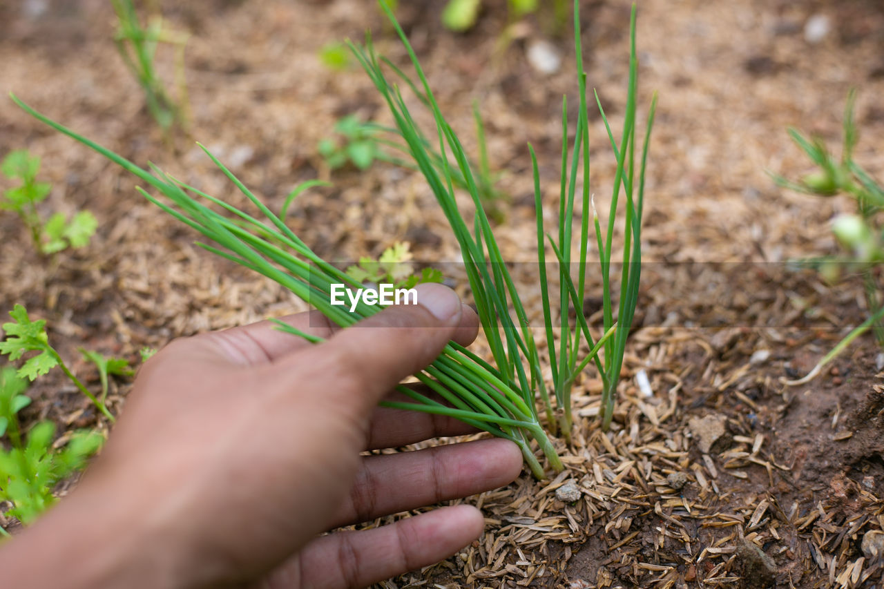 cropped hand of person holding plant