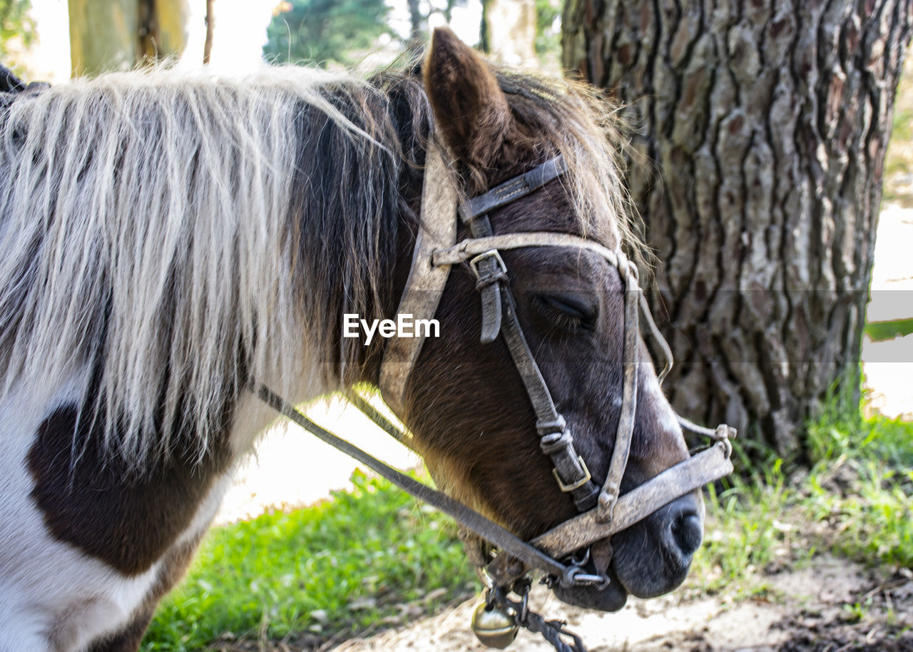 HORSE CART IN THE ANIMAL